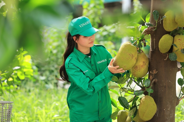 Review cánh đồng lúa ‘5 không’ tại trang trại Green Farm lớn nhất của Vinamilk- Ảnh 10.