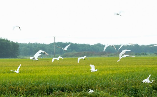 Review cánh đồng lúa ‘5 không’ tại trang trại Green Farm lớn nhất của Vinamilk- Ảnh 2.