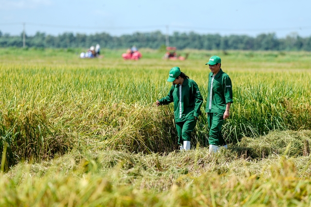 Review cánh đồng lúa ‘5 không’ tại trang trại Green Farm lớn nhất của Vinamilk- Ảnh 3.