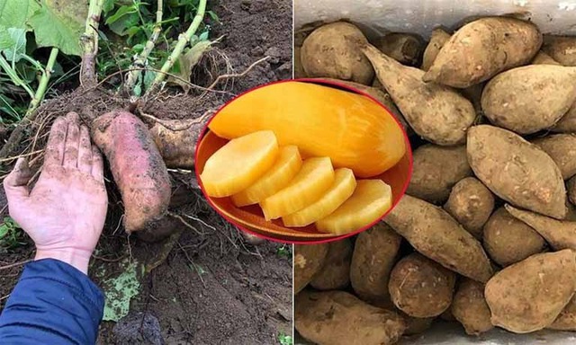 'Ngôi sao mới' của ngành nông sản Việt Nam: Lên sàn thương mại điện tử bán hơn 300 tấn trong 2 tháng, người dân thu nhập hàng chục triệu đồng - Ảnh 1.