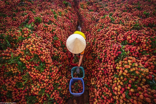 Không phải sầu riêng, một báu vật triệu đô của Việt Nam khiến Trung Quốc, Mỹ mê mẩn: xuất khẩu tăng hơn 5.000%, sản lượng 300.000 tấn - Ảnh 1.