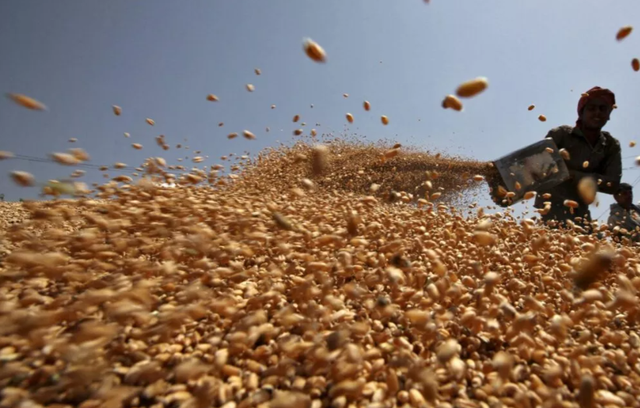 Không phải gạo hay ngô, Ukraine vừa đưa hàng trăm nghìn tấn nông sản quan trọng về Việt Nam chỉ trong 1 tháng: Nước ta tiêu thụ đứng top thế giới, thuế nhập khẩu 0% - Ảnh 1.