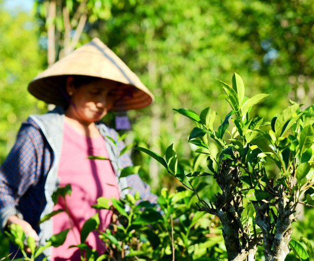 Loại lá dân dã người Việt dùng hàng ngày, từng ví như "vàng xanh" được Trung Quốc thu mua hàng nghìn tấn- Ảnh 1.