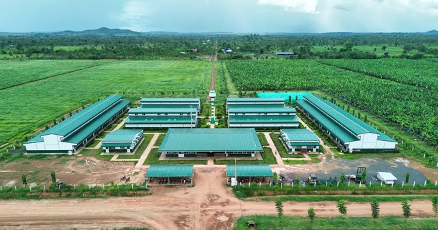 Tỷ phú Trần Bá Dương kể về thương vụ bán chuối trong 10 năm cho "ông trùm" nông nghiệp Fresh Del Monte: Chúng tôi phải cam kết nếu chất lượng dưới 90% chuẩn sẽ bị phạt 1 USD mỗi thùng (13 kg)- Ảnh 2. Tỷ phú Trần Bá Dương kể về thương vụ bán chuối trong 10 năm cho "ông trùm" nông nghiệp Fresh Del Monte: Chúng tôi phải cam kết nếu chất lượng dưới 90% chuẩn sẽ bị phạt 1 USD mỗi thùng (13 kg)- Ảnh 2.