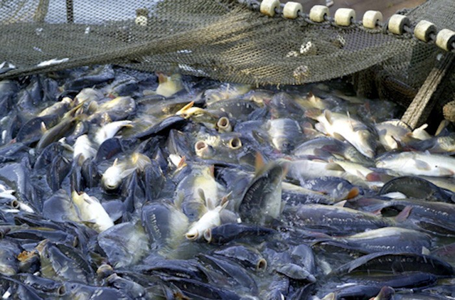 UBCKNN đồng loạt 'xóa tên' đại chúng: Chuyện gì đang diễn ra với Apax Holdings, Hùng Vương và Agrimeco? - Ảnh 2.