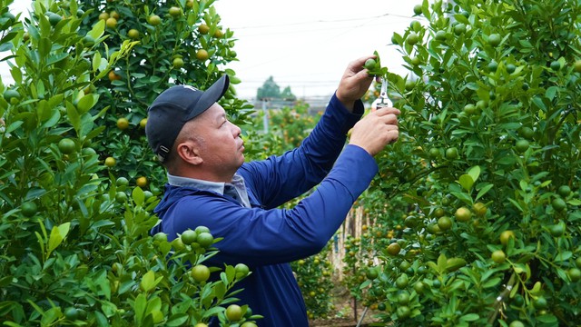 Thị trường đào quất dịp Tết 2026: Dù chưa có khách đến mua nhưng người nông dân đã dự đoán lợi nhuận sẽ giảm 15% so với năm ngoái bởi một lý do - Ảnh 1.