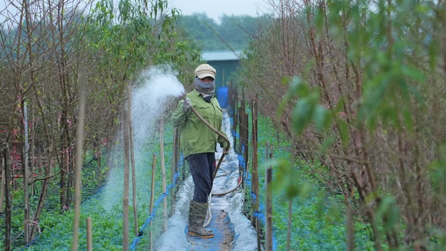 Thị trường đào quất dịp Tết 2026: Dù chưa có khách đến mua nhưng người nông dân đã dự đoán lợi nhuận sẽ giảm 15% so với năm ngoái bởi một lý do - Ảnh 5.