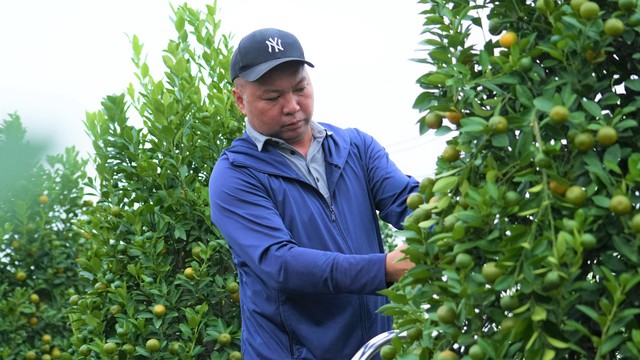 Thị trường đào quất dịp Tết 2026: Dù chưa có khách đến mua nhưng người nông dân đã dự đoán lợi nhuận sẽ giảm 15% so với năm ngoái bởi một lý do - Ảnh 4.