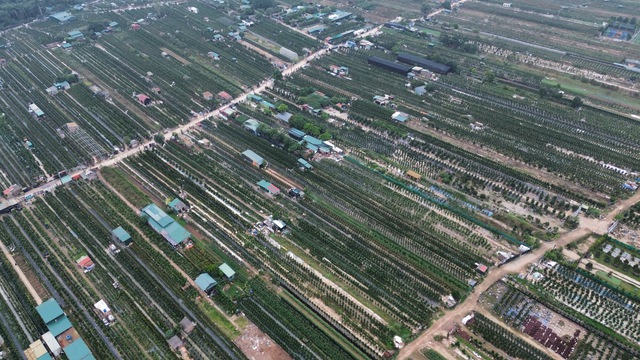 Thị trường đào quất dịp Tết 2026: Dù chưa có khách đến mua nhưng người nông dân đã dự đoán lợi nhuận sẽ giảm 15% so với năm ngoái bởi một lý do - Ảnh 2.