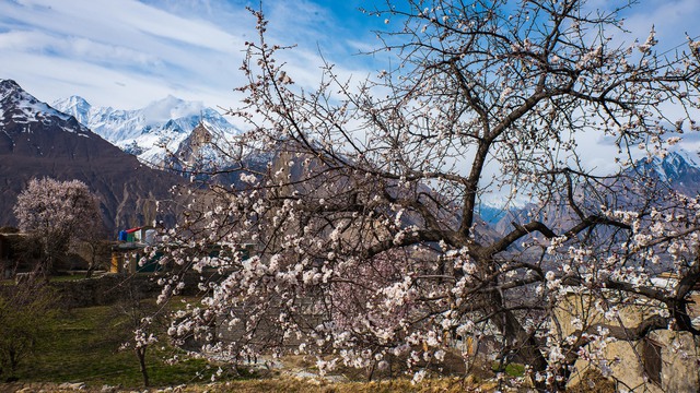 Mùa xuân mê hoặc ở Pakistan- Ảnh 2.