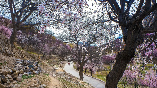 Mùa xuân mê hoặc ở Pakistan- Ảnh 3.