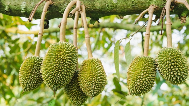 Trung Quốc giảm nhập khẩu sầu riêng 30% - Ảnh 2.