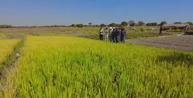 Sở Nông nghiệp Angola đến tận nơi xem team châu Phi thu hoạch lúa, được thưởng thức món nước giải khát đậm chất Việt Nam  - Ảnh 1.