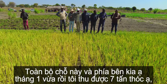 Sở Nông nghiệp Angola đến tận nơi xem team châu Phi thu hoạch lúa, được thưởng thức món nước giải khát đậm chất Việt Nam  - Ảnh 3.