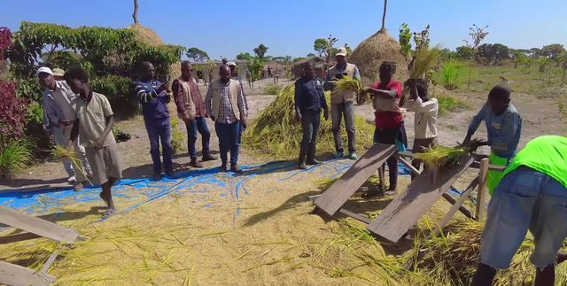 Sở Nông nghiệp Angola đến tận nơi xem team châu Phi thu hoạch lúa, được thưởng thức món nước giải khát đậm chất Việt Nam  - Ảnh 2.
