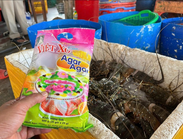 Kiểm tra một cơ sở kinh doanh ở Phú Yên: Phát hiện bơm thạch rau câu vào 45 kg tôm hùm chết để tăng trọng lượng và giữ độ tươi - Ảnh 1.