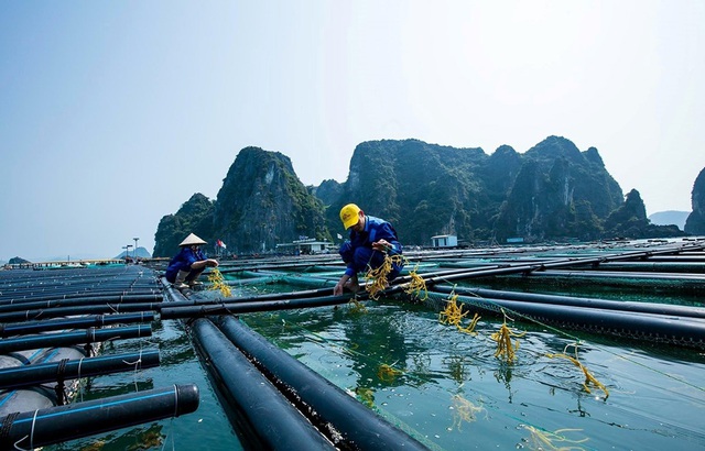 Một mặt hàng tỷ đô có lượng xuất khẩu đột biến: Tăng hơn 111% trong một năm sang nước giàu nhất Mỹ Latinh- Ảnh 1. Một mặt hàng tỷ đô có lượng xuất khẩu đột biến: Tăng hơn 111% trong một năm sang nước giàu nhất Mỹ Latinh- Ảnh 1.