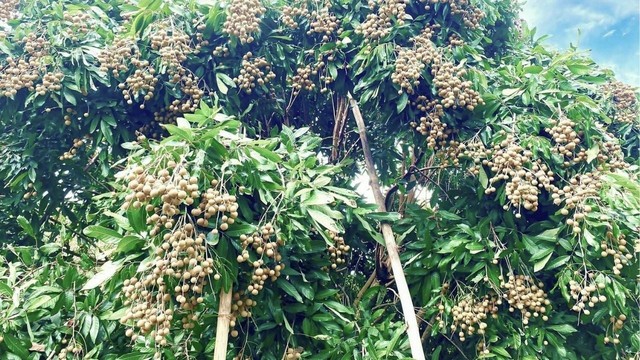 Không chỉ ở Hưng Yên Việt Nam, 'quả tiến vua' có vụ mùa bội thu tại Thái Lan, sản lượng khủng hơn 1 triệu tấn có nguy cơ cần 'giải cứu' - Ảnh 1.