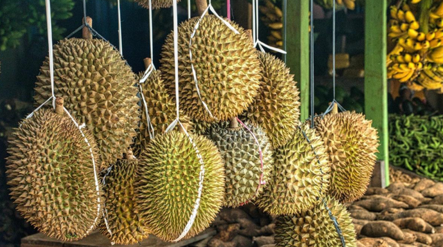 “Trồng sầu riêng ở Trung Quốc không hề dễ dàng”, cứu tinh nào giúp láng giềng Việt Nam chuẩn bị đón vụ mùa bội thu? - Ảnh 1.