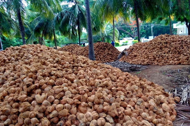 Không phải sầu riêng, một báu vật triệu đô của Việt Nam khiến Trung Quốc, Mỹ mê mẩn: diện tích trồng 200.000 ha, giá xuất khẩu tăng gấp 6 lần - Ảnh 1.