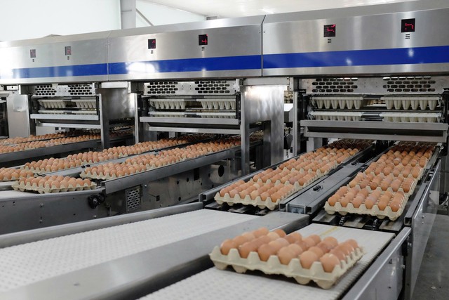 Đàn gà của tỷ phú Trần Đình Long đẻ 1 triệu quả trứng mỗi ngày, lợi nhuận tăng trưởng 135% - Ảnh 2.