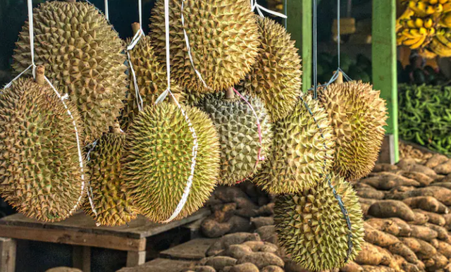 Một đối thủ sầu riêng của Việt Nam vừa bắt tay Trung Quốc thành lập liên doanh sầu riêng triệu đô: Sắp có 9 kho lạnh công suất 100.000 tấn, sở hữu đội container khủng- Ảnh 1. Một đối thủ sầu riêng của Việt Nam vừa bắt tay Trung Quốc thành lập liên doanh sầu riêng triệu đô: Sắp có 9 kho lạnh công suất 100.000 tấn, sở hữu đội container khủng- Ảnh 1.