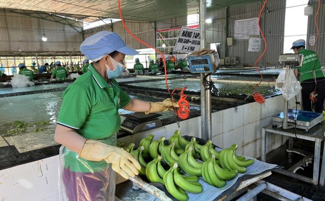 HAGL bị phạt vì 'ém' thông tin liên quan đến trái phiếu - Ảnh 1.