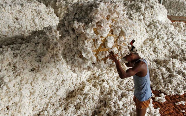 Hàng trăm nghìn tấn 'vàng trắng' từ Mỹ ồ ạt tràn về Việt Nam với giá siêu rẻ: nhập khẩu tăng hơn 100%, nước ta tiêu thụ 1,5 triệu tấn/năm - Ảnh 1.