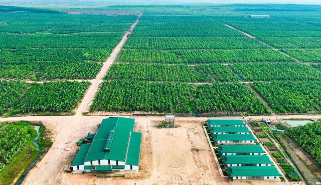 HAGL muốn bán nốt 91 triệu cổ phiếu HNG, dự kiến 'dứt tình' với HAGL Agrico sau 15 năm - Ảnh 1.