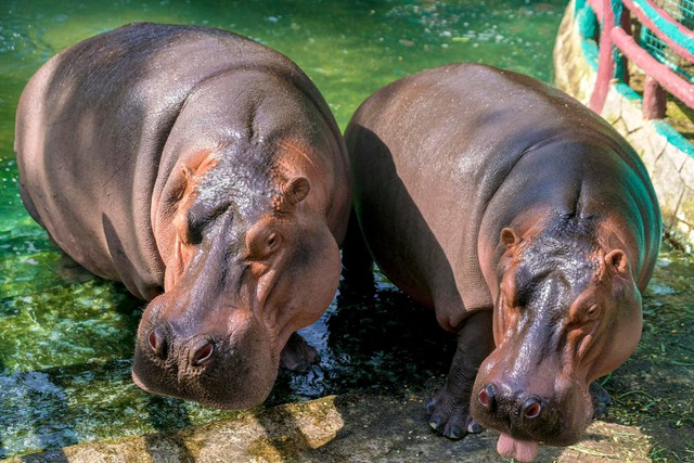 Khu du lịch Đại Nam của vợ chồng bà Nguyễn Phương Hằng từng gây chú ý với công trình quy tụ 800 cá thể quý hiếm với mô hình "mở" đầu tiên ở Việt Nam
- Ảnh 2.