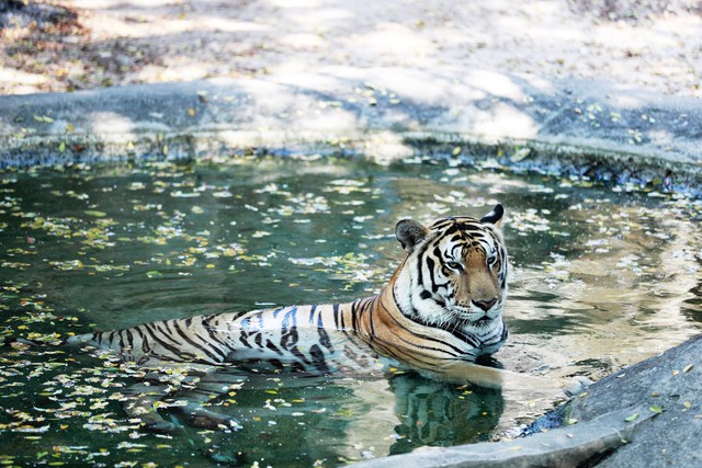 Khu du lịch Đại Nam của vợ chồng bà Nguyễn Phương Hằng từng gây chú ý với công trình quy tụ 800 cá thể quý hiếm với mô hình "mở" đầu tiên ở Việt Nam
- Ảnh 1.