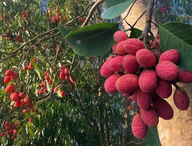 Thứ quả ‘chín đỏ rừng’ từng không ai hái: Nay bỗng thành đặc sản ‘nhà giàu’, giá 125.000 đồng/kg vẫn khó mua  - Ảnh 1.