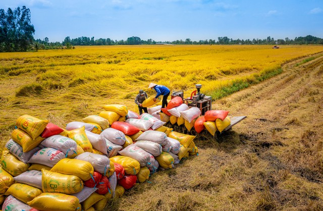 Xuất khẩu gạo sang Philippines và Trung Quốc bùng nổ, Việt Nam tự tin giữ vững mục tiêu 5 tỷ USD - Ảnh 3.