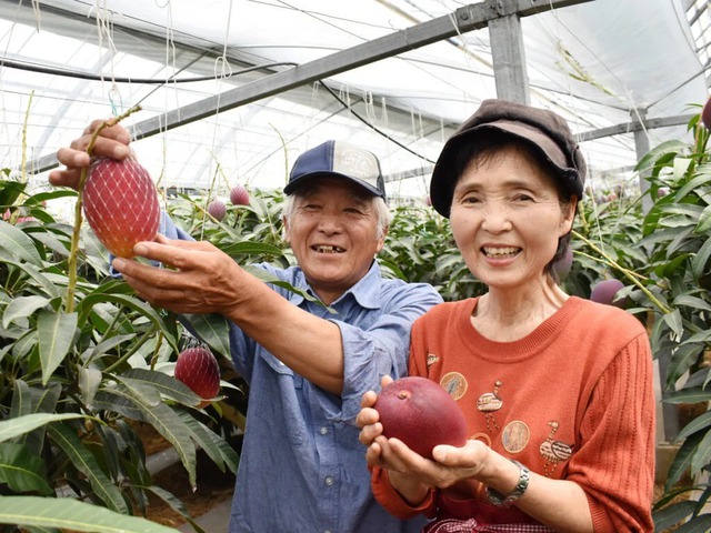 "Trứng của mặt trời" Nhật Bản và hành trình nội địa hóa tại Việt Nam - Ảnh 1.