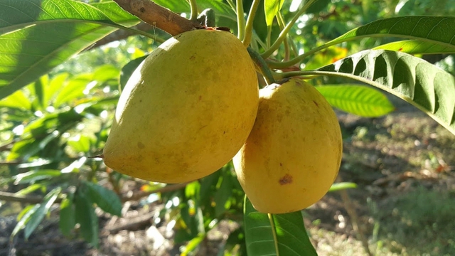 Từng rụng đầy gốc không ai hái, loại quả quê này sang trời Tây bỗng thành 'vàng ròng' giá 2 triệu/kg.  - Ảnh 1.