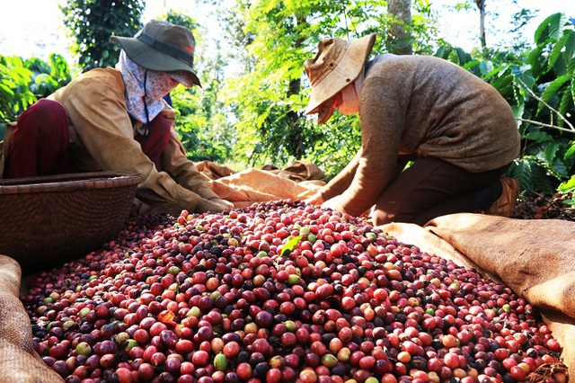 Cà phê xuất khẩu chịu áp lực giảm giá khi nguồn cung toàn cầu tăng mạnh - Ảnh 1.