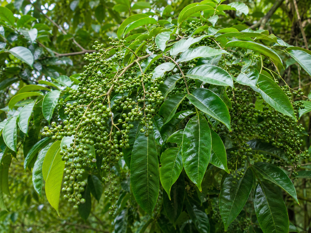 Thứ quả rừng từng rẻ như cho nay giá vọt lên 350.000đ/kg: 'Đệ nhất gia vị' được dân sành ăn săn lùng - Ảnh 1.