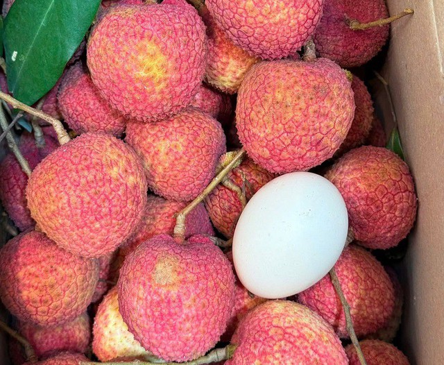 Loại vải to như quả trứng gà, giá 400.000 đồng/kg vẫn không có hàng để ăn tại Thanh Hà
- Ảnh 2.