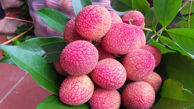 Loại vải to như quả trứng gà, giá 400.000 đồng/kg vẫn không có hàng để ăn tại Thanh Hà
- Ảnh 1.