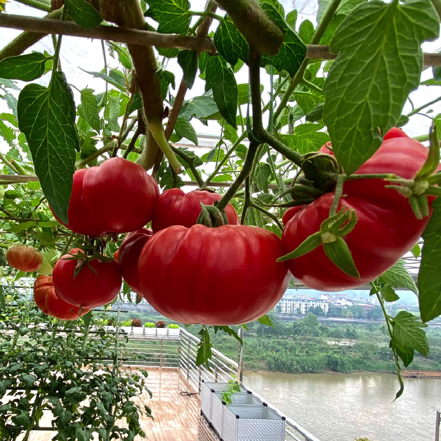 Loại quả được Mỹ đánh giá tốt nhất thế giới: Ở Việt Nam có giống "xấu lạ" giá 80.000 đồng vẫn cháy hàng  - Ảnh 2.