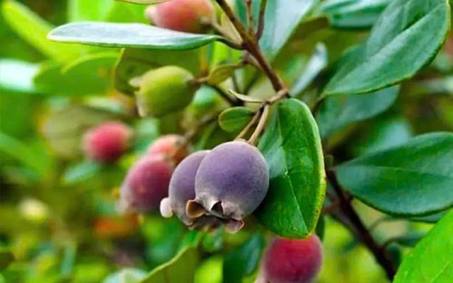 Từng rụng đầy gốc không ai nhặt, thứ quả rừng 'tím lịm' bất ngờ thành đặc sản 130.000 đồng/kg
- Ảnh 1.