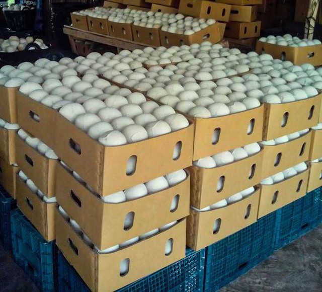 Rẻ hơn sầu riêng nhưng là 'siêu quả' tỷ USD của Việt Nam: Trung Quốc ồ ạt gom hàng, Mỹ 'chi đậm' để mua lớn- Ảnh 2.