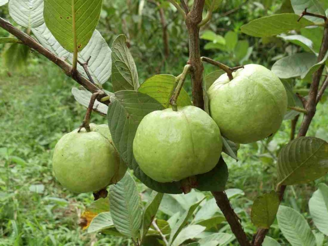 Không cần săn cherry Mỹ hay nho Hàn đắt đỏ, thứ quả đầy vườn ở Việt Nam đang được tiểu thương gom hàng vì quá hút khách mùa hè - Ảnh 2.