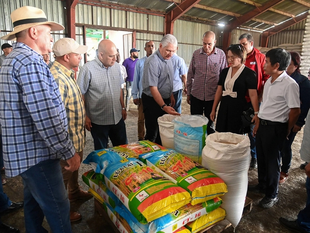 Cuba áp dụng “bí quyết” trồng lúa của Việt Nam, thu kết quả khiến lãnh đạo bất ngờ  - Ảnh 1.
