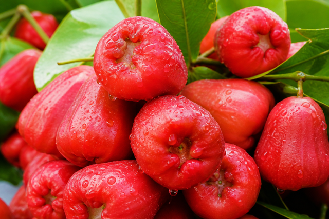 Quả quê chín rụng ít ai nhặt: Sang nước ngoài giá vài trăm nghìn/kg, được ví như 'vua trái cây'  - Ảnh 2.