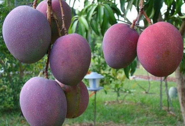 Loại quả ‘trứng của mặt trời’ vừa được đấu giá hơn 16 triệu đồng tại một quốc gia châu Á, Việt Nam vừa trồng thành công tại TP HCM - Ảnh 1.