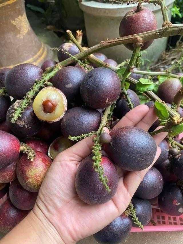 Phát hiện loại quả giống nhãn nhưng thoang thoảng vị sầu riêng: Điều bất ngờ nằm ở mức giá 2,5 triệu đồng/kg - Ảnh 2.