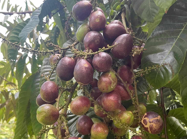 Phát hiện loại quả giống nhãn nhưng thoang thoảng vị sầu riêng: Điều bất ngờ nằm ở mức giá 2,5 triệu đồng/kg - Ảnh 1.