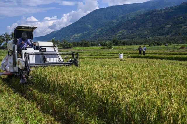 Việt Nam đã triển khai nhiều năm, Indonesia nay mới thử nghiệm cách trồng lúa cho kết quả bất ngờ - Ảnh 1.