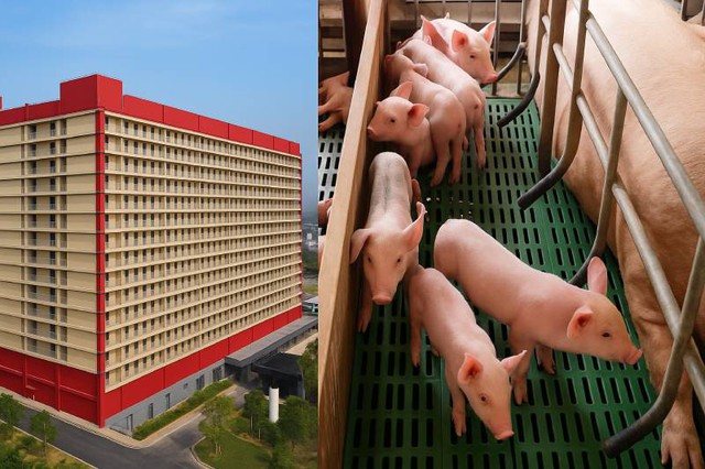 Một ‘ông lớn’ đề xuất xây 'chung cư' nuôi lợn 30ha ở Hưng Yên - Ảnh 1.